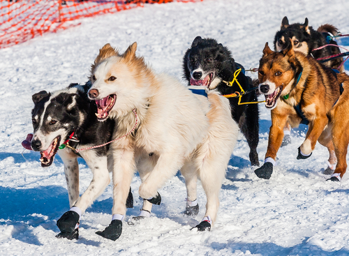 What Do Law Firms and a Pack of Dogs Have in Common?